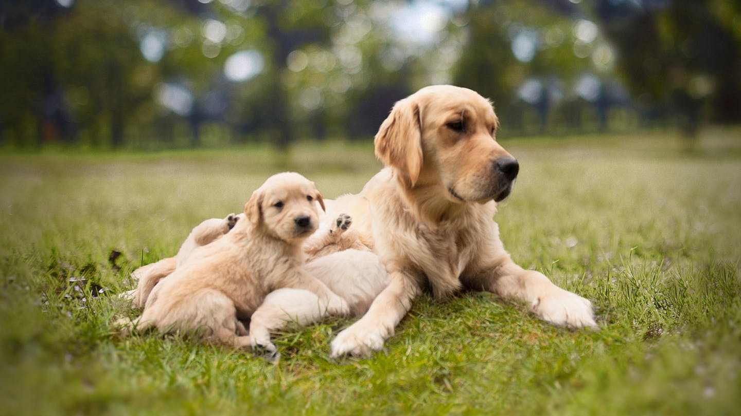 Chiot Golden Retriever couché à côté de sa mère
