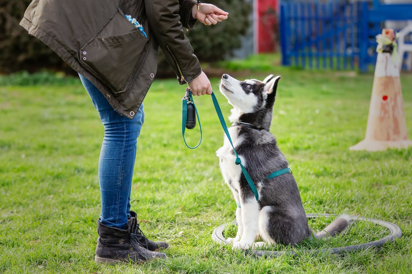 Propriétaire qui dresse un chiot Malamute de l’Alaska
