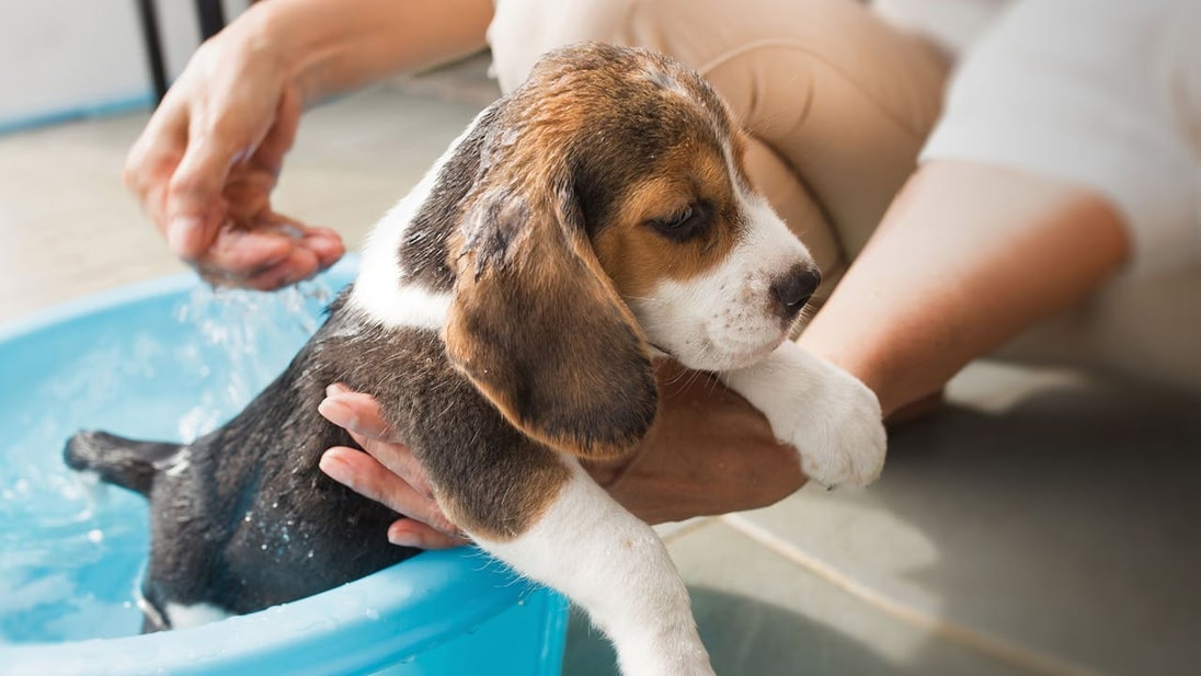 Beagle Puppy having a bath