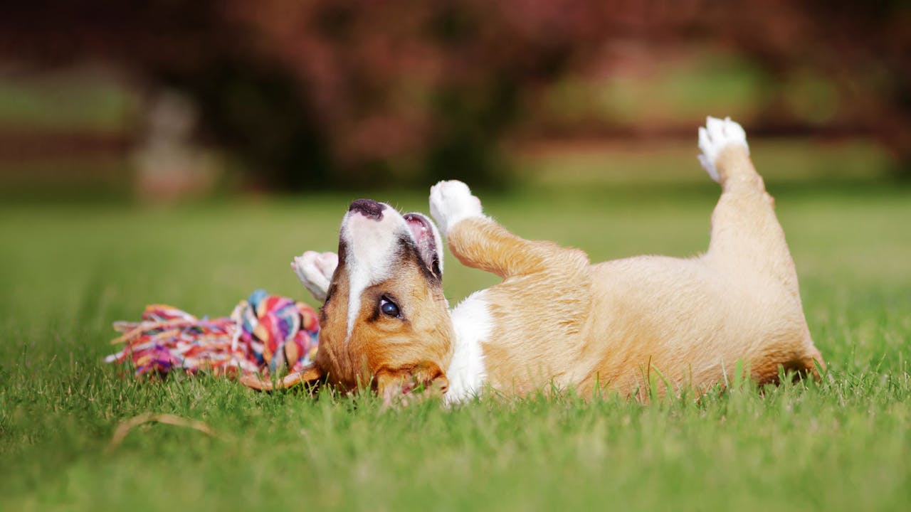 Flea Treatment for Puppies