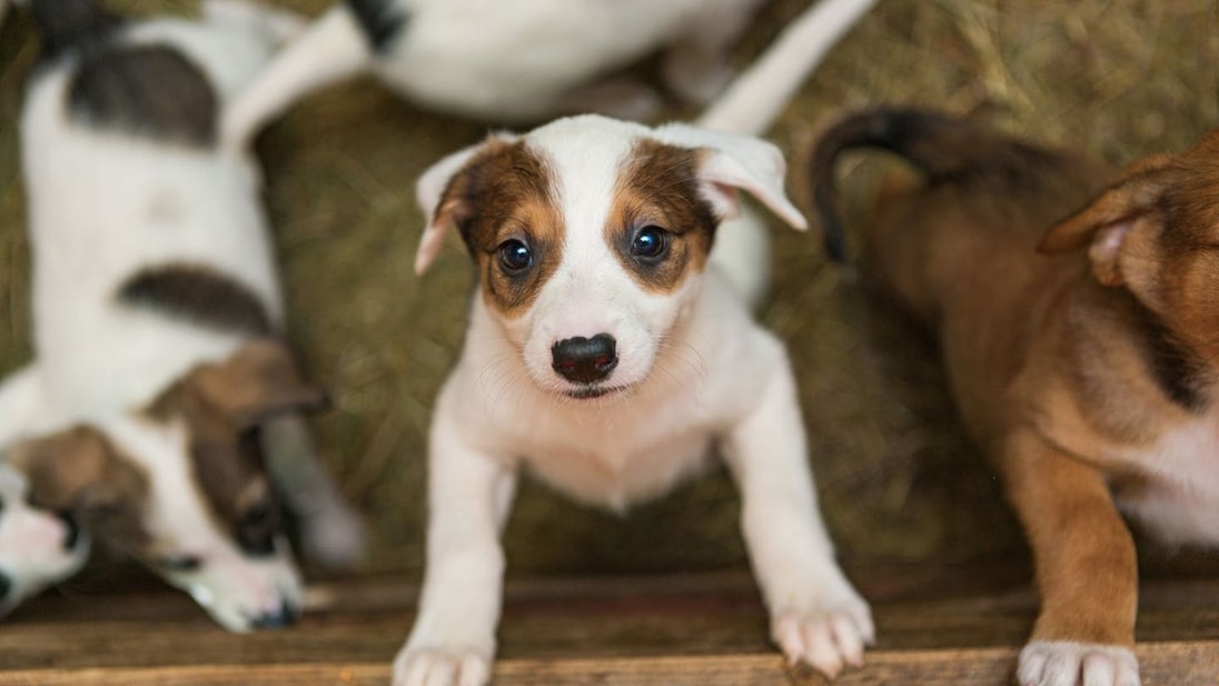 Jack Russel puppies looking alert