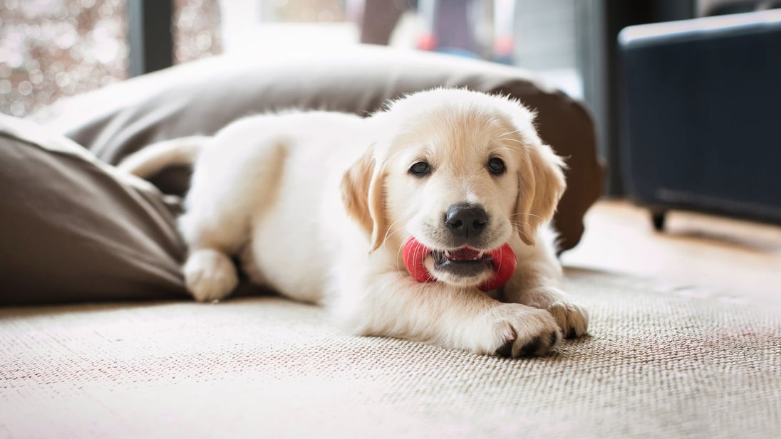 Puppy Golden Retriever chewing a red toy