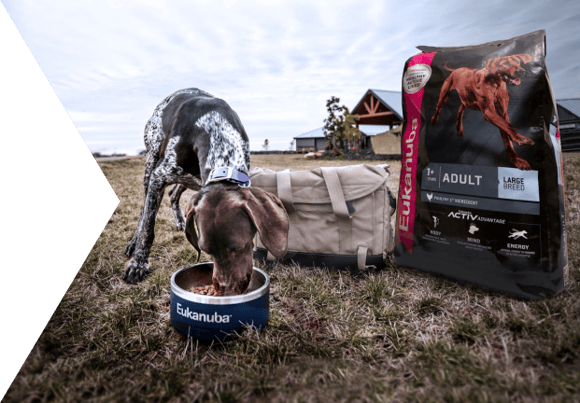 dog food plate
