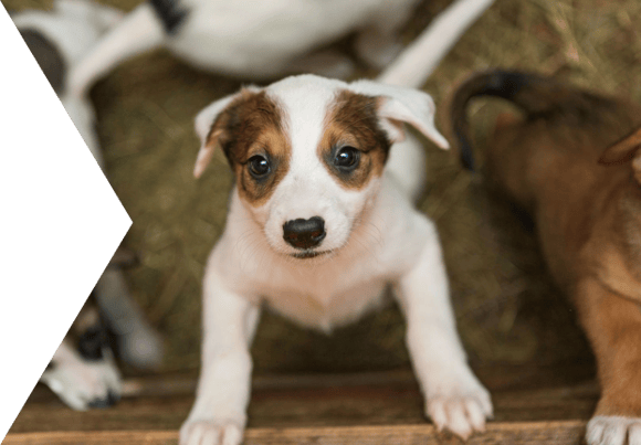 eukanuba hub puppy article