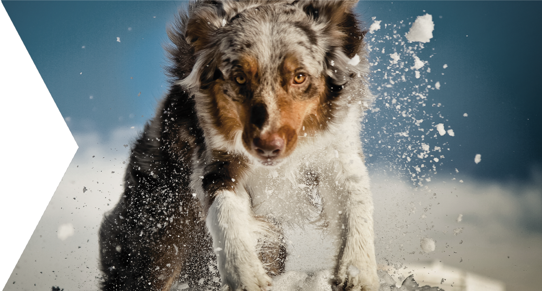 Dog running through snow